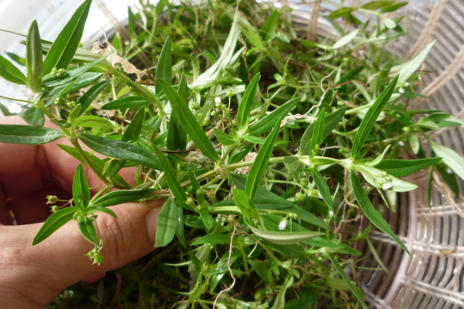 癌症病人不宜轻易自用半枝莲白花蛇舌草